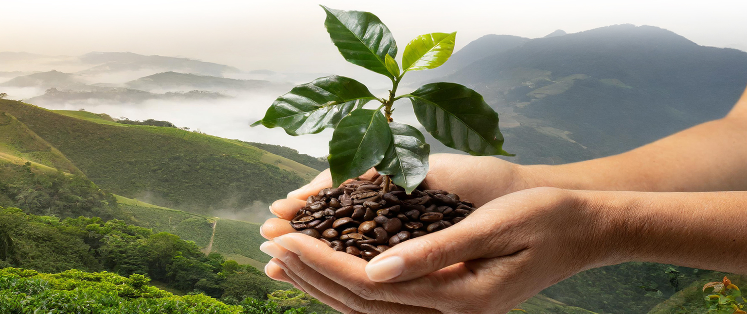 lucaffe peru sostenibilidad